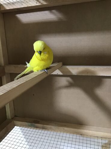 qırğı quşu: Vıstıvka hazır cüt 
Cüt düşüblər videoda var ata bilərəm istəyənə