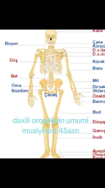 tib: Daxili orqanlarin yoxlanmasi 45 azn