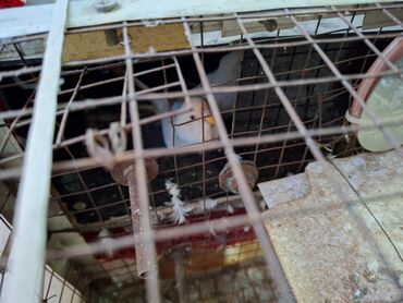 Tutuquşları: Salam umumi 10 qusdur 2 çütdür 6 si ise tek tek sekillerdede var cut — 7