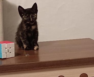 Отдам даром кошку: Отдадим котят в заботливые, ответственные руки! 2 котёнка вислоухие, 2 — 6
