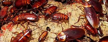 Дезинфекция, дезинсекция: Дезинфекция, дезинсекция, | Блохи, Вирусы, микробы, Клопы, | Дома, Кафе, магазины, Квартиры — 13