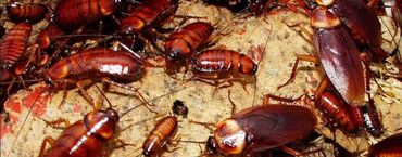 Дезинфекция, дезинсекция: Дезинфекция, дезинсекция, | Блохи, Вирусы, микробы, Клопы, | Дома, Кафе, магазины, Квартиры — 19