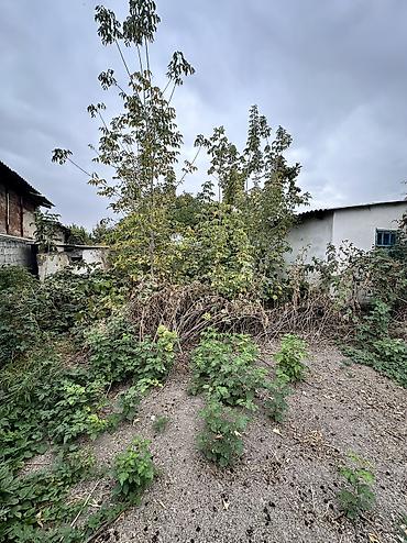 aalam city: 3 комнаты, 65 м², 6 соток, Токмак, Собственник — 2