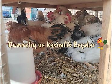 kənd toyuq: Toyuq, Damazlıq, Pulsuz çatdırılma, Ödənişli çatdırılma, Rayonlara çatdırılma — 1