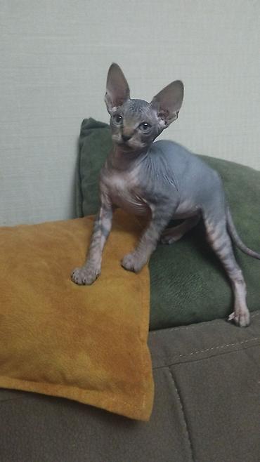 Pişiklər: Sfinks, Erkək, Dişi — 21