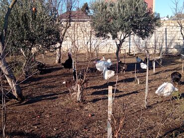 Hinduşkalar: Hinduşka sürüsü – qara və ağ rəngli fərdlər hinduşkalar satilir — 9