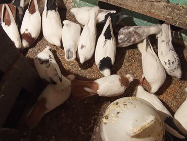 Göyərçinlər: Qırmızı boyun qırmızı quyruq 2 eded ikisidə qızğın erkek,Sarı boyun — 10