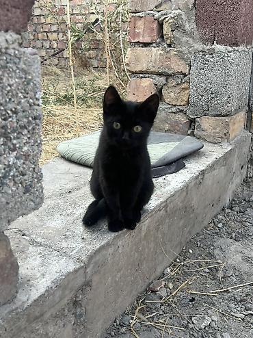 Отдам даром кошку: Кошка даром: Беспородная, 2 месяца, Девочка, Приучена к лотку — 1