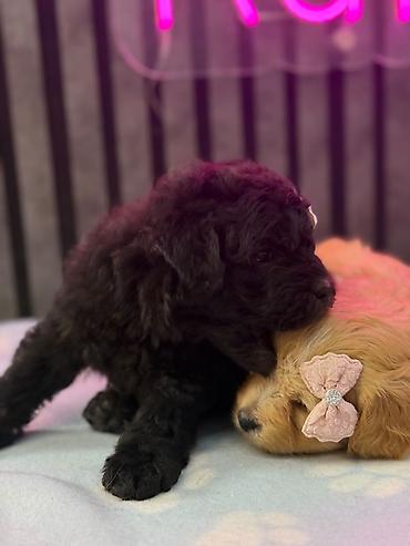 korella tutuqusu haqqında: Maltipoo balaları – kariçnivi qara reng var tələsin — 4