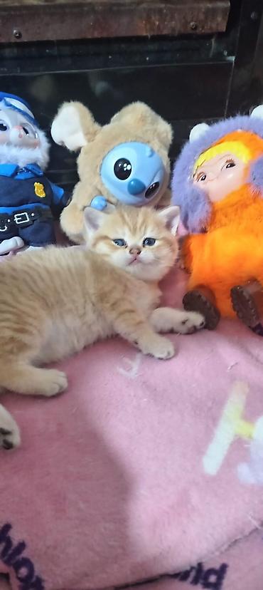 Pişiklər: Britan, Yaxşı əllərə — 2