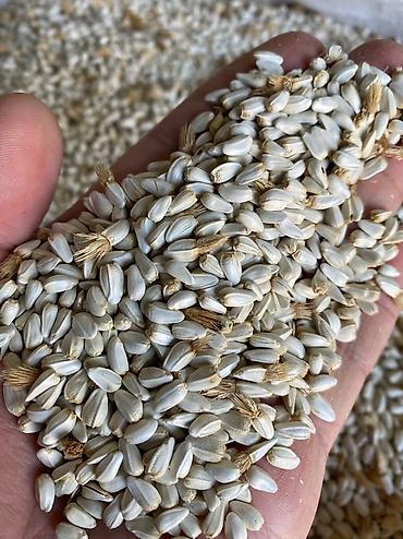 Sainfoin seeds: Семена беде урук Эксцпарсет жугору сулуу арпа урук бар месный баарына — 6