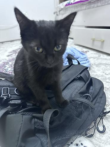 котята лысые: Кошка даром: Беспородная, 2 месяца, Девочка — 2