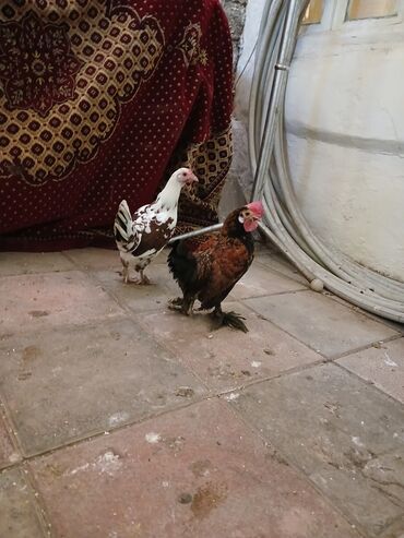 выведение новых пород животных: Salamm SATILIR CÜTDÜLƏR REAL ALICIYA ENDİRİM OLUNUACAQ TAMMM