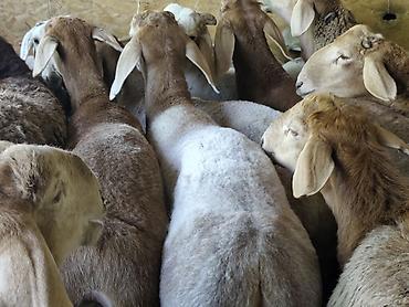 Продам с/х животных: Продаю | Баран (самец) | Гиссарская, Арашан | На забой — 4