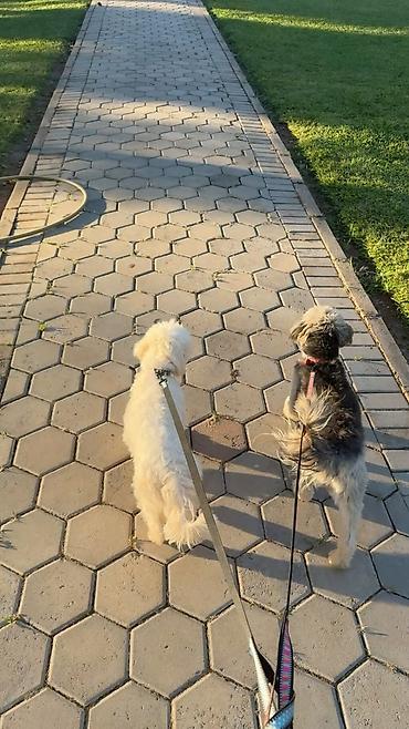 dogo argentino: Patillər və Biz – ev heyvanları üçün peşəkar gəzinti və baxım xidməti — 4