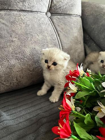 Pişiklər: Şotland — 14