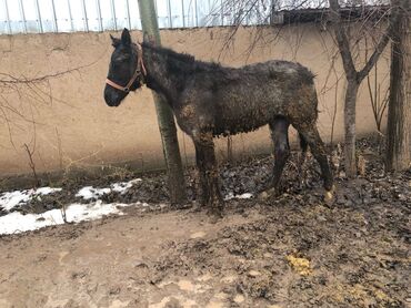 Лошади, кони: Продаю | Жеребенок