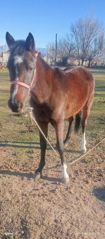 Лошади, кони: Продаю | Жеребенок | Рабочий at lalafo.kg — 1 Лошади, кони: Продаю | Жеребенок | Рабочий — 1