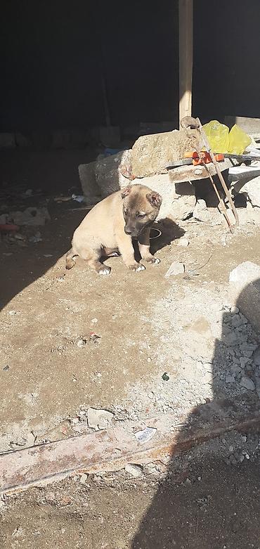 İtlər: Kanqal, 1 ay, Erkek — 8