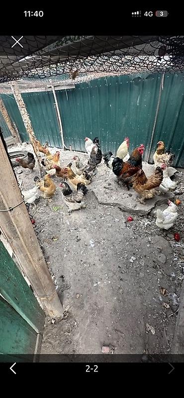 сливы пантеры бесплатно: Продаю | Куры, Петух | Брама | Для разведения — 2