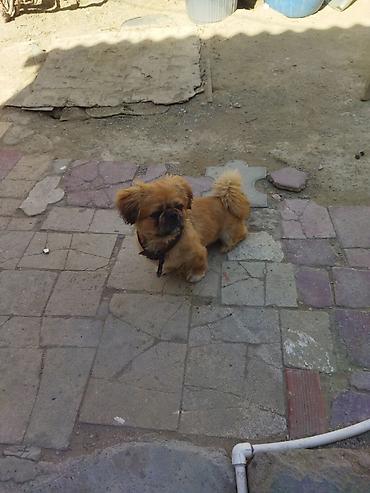 Pekines lalafo.az -da Pekines