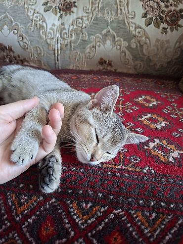 порода кошка: Кошка даром: Экзотическая, 3 месяца, Девочка, Приучена к лотку — 3