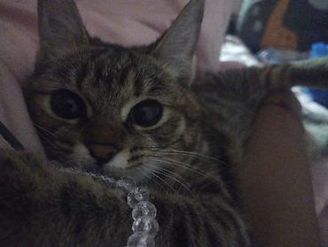 Отдам даром кошку: Кошка даром: Беспородная, Девочка — 5