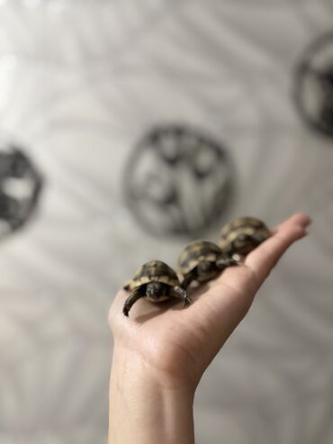 Digər heyvanlar: 🐢 Quru tısbağalar – səssiz, amma sirli dostlar! Min illərdir yaşayan -da lalafo.az — 8 Digər heyvanlar: 🐢 Quru tısbağalar – səssiz, amma sirli dostlar! Min illərdir yaşayan — 8