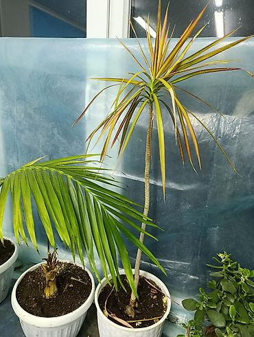 Фикусы: Продаются цветы, разные виды, сорта, большие и маленькие домашние и — 13