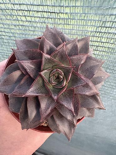 Другие комнатные растения: Продаю суккуленты at lalafo.kg — 3 Другие комнатные растения: Продаю суккуленты — 3