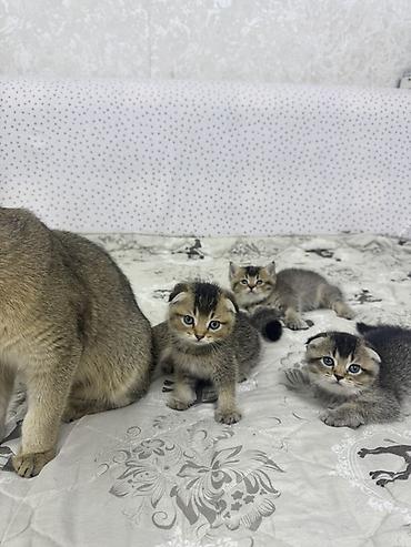 скотиш фолд котята: Шотландские вислоухие котята (Scottish Fold) Два мальчика и две — 4