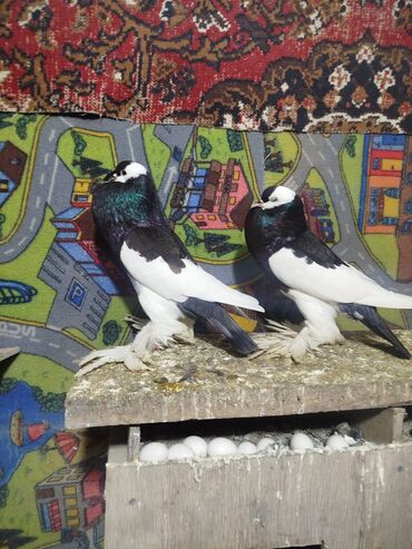 Göyərçinlər: Salam.diqqətlə oxu sonra yaz.hübkariler biri 20 və 30 azn.şişmanlar — 5