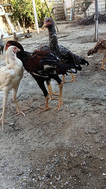 kənd çolpası satışı: Toyuq, Damazlıq, Ünvandan götürmə — 9