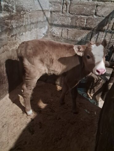 Dana, buzov: Dana, buzov, Erkək, Simental, ay: 5, Damazlıq — 2