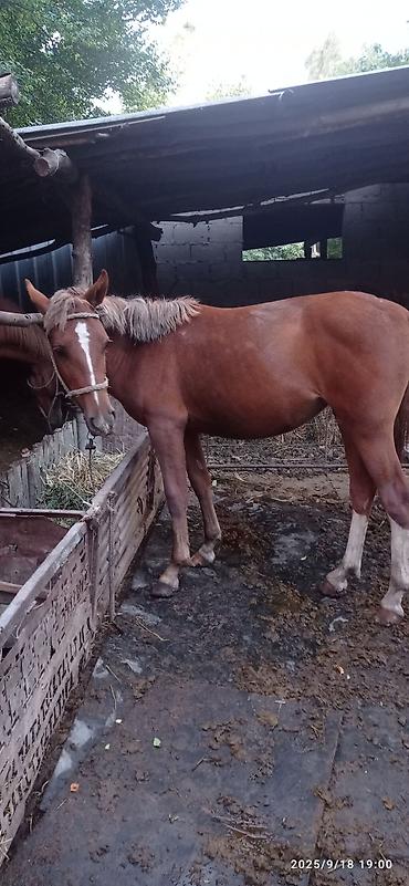 Сухофрукты, орехи, снеки: Сеф 5мин . Кунан байтал 160 мин Бээ дончак семиз240 мин — 2