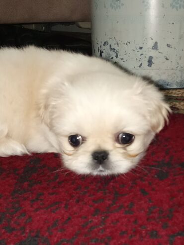 İtlər: Pekines, 1 ay, Erkek — 8