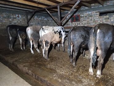 Коровы, быки: Продаю | Корова (самка) | Полукровка