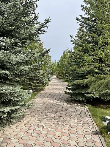 котедж пантера: Коттедж, Кейсар, Чолпон-Ата — 5