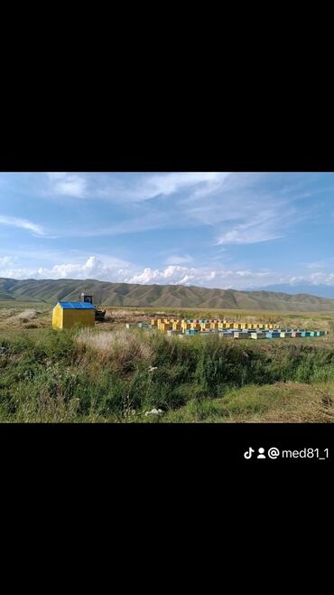 эчки улак сатылат: Казармандын таза тоо балы (мёд) сатылат, 💯 экспортко болот!!!