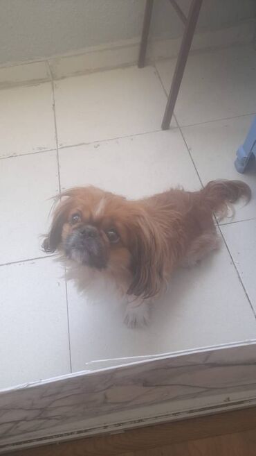 it etibarli ellere: Pekines, 3 il, Erkek, Peyvəndli, Ödənişli çatdırılma