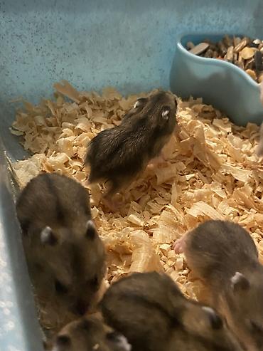 Gəmiricilər: Dwarf hamsterlər – ev heyvanı - Cırtdan/dwarf hamsterlər (bir neçə -da lalafo.az — 5 Gəmiricilər: Dwarf hamsterlər – ev heyvanı - Cırtdan/dwarf hamsterlər (bir neçə — 5