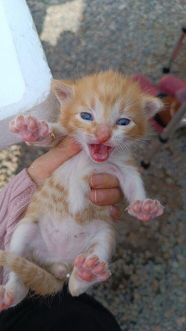 сиамские кот: Отдаем котят даром в добрые руки все 4 котята мальчики