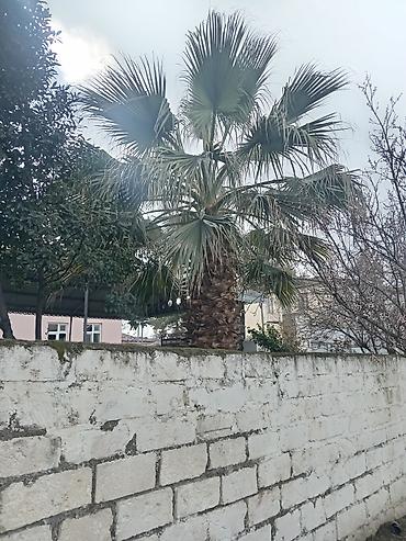 hilba bitkisi nedir: OSatılır: dekorativ Vasinqton palması (fan tipli yarpaqlar) - — 3