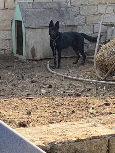 saanen keci satisi azerbaycanda: Alman çoban iti, 6 ay, Erkek, Peyvəndli, Ünvandan götürmə