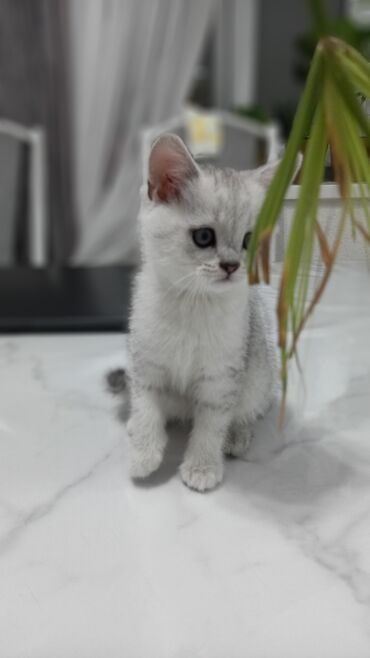 Кошки: Чистокровные Шотландские котята. Остались 3 мальчика. Scottish Fold и