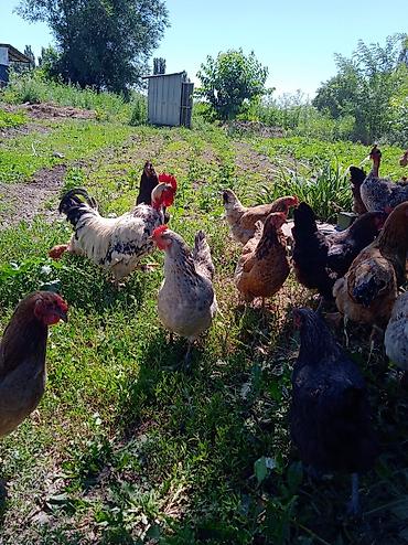 купить цесарок: Продаю | Куры | Домашняя | Для разведения — 3