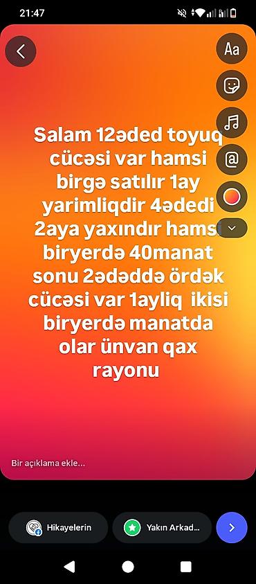 сколько стоит собака бу: Salam ünvan qax rayonu 12ədəd cücə və 2ədəd ördək hamsi birgə 48manat — 1