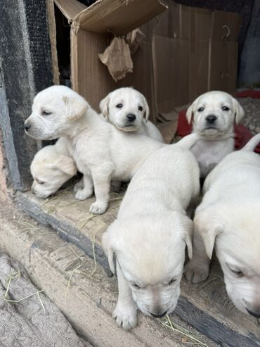 Продажа собак: Щенки светлого окраса лабрадоров/ретриверов 4 мальчика, 3 девочки У — 7