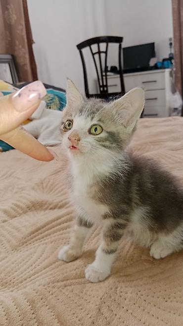 белая шотландская кошка: Котята, домашние, короткошёрстные. Описание: Отдадим котят в хорошие — 1