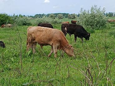 Коровы, быки: Продаю | Бык (самец) | На откорм — 1